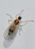 Drapetis ephippiata